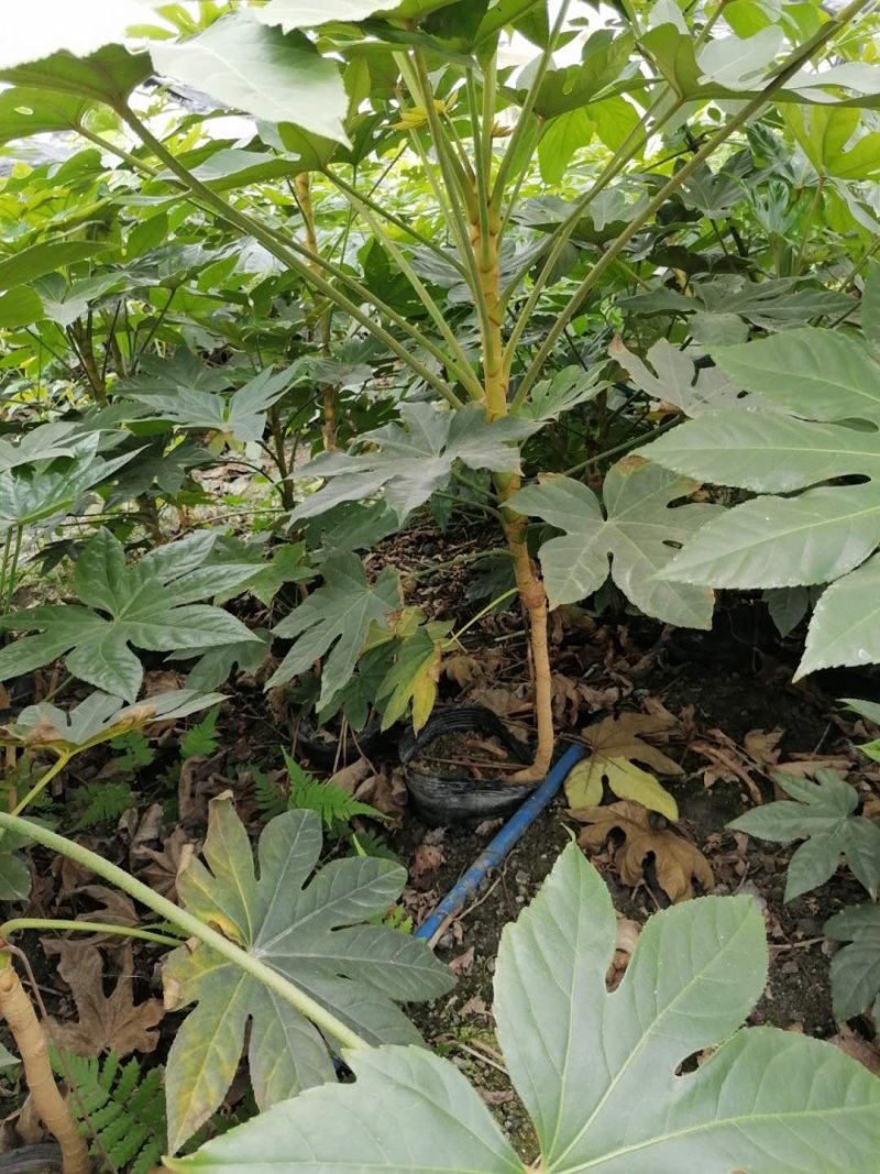 出售八角金盘杯苗，高度40-60升