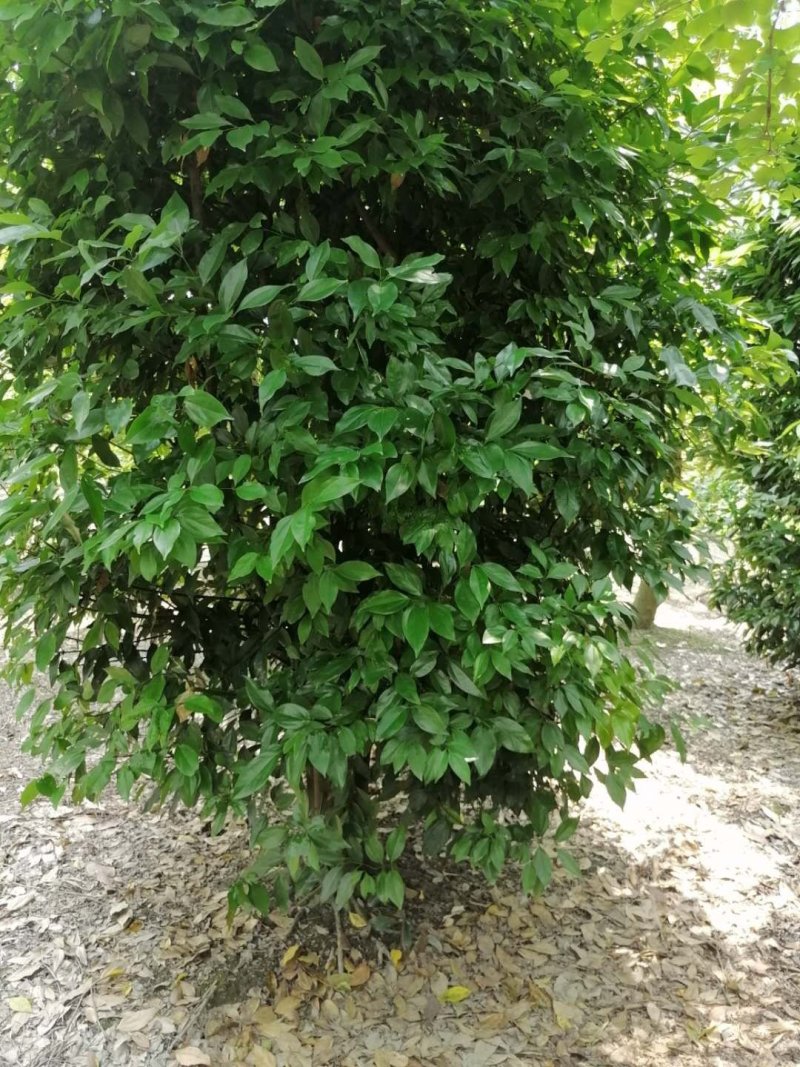出售精品丛生天竺桂，高3-3.5米，