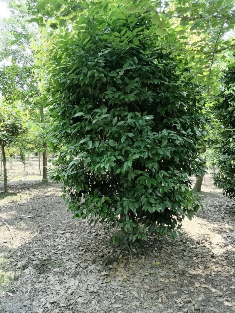 出售精品丛生天竺桂，高3-3.5米，