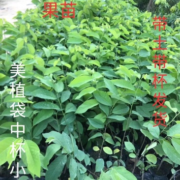 台湾凤梨释迦苗小杯苗高度30-40公分假一赔十