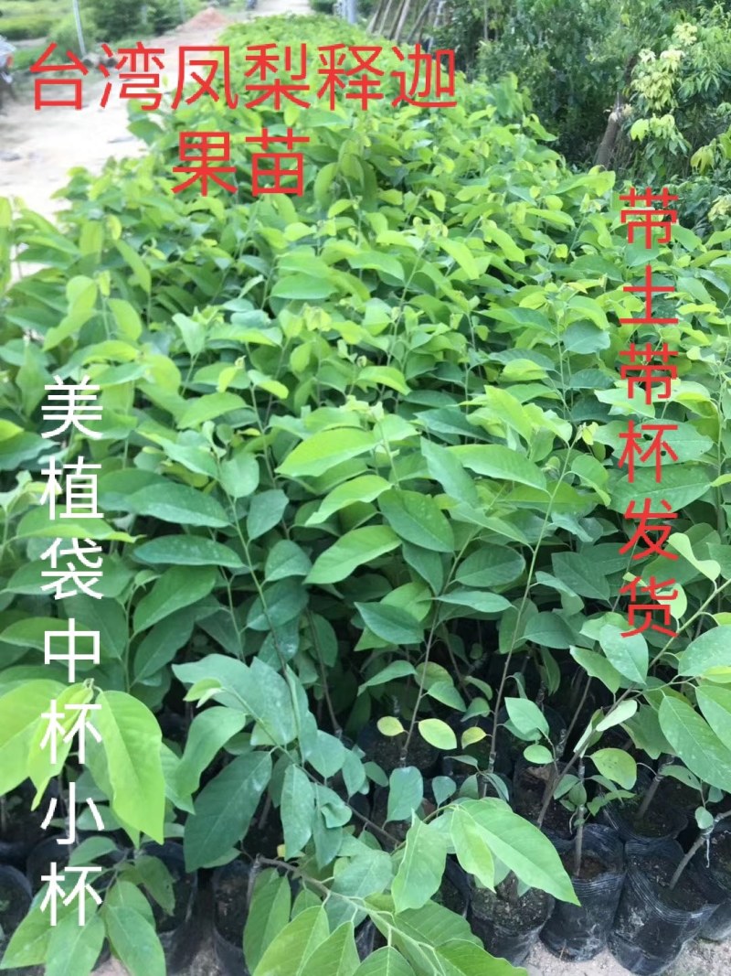 台湾凤梨释迦苗小杯苗高度30-40公分假一赔十