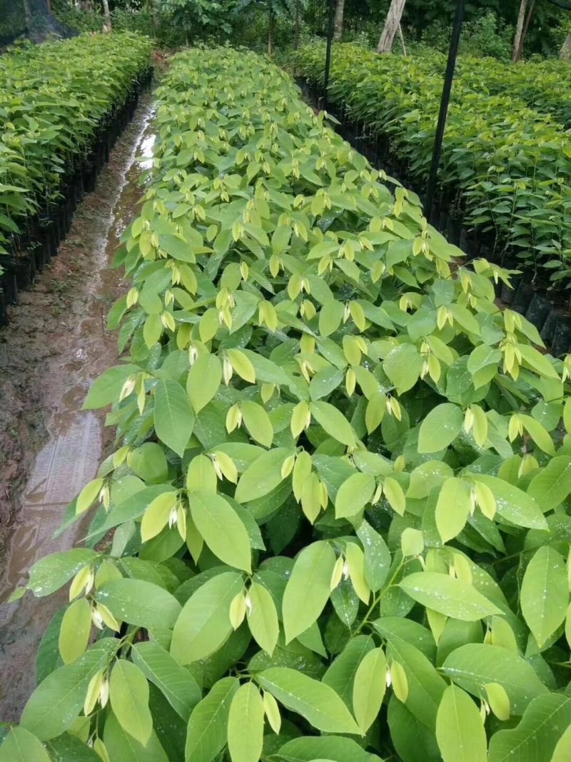 台湾凤梨释迦苗小杯苗高度30-40公分假一赔十