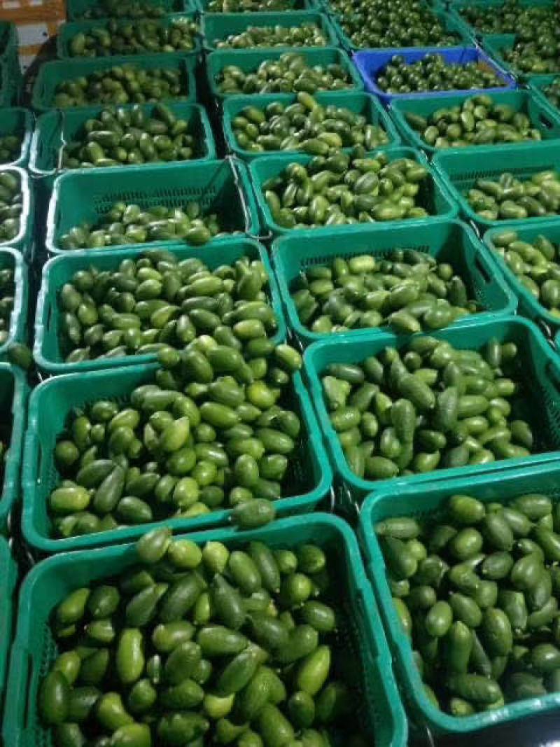 海南香水柠檬无籽柠檬香味无籽长条型奶茶店