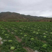 【甘肃石头缝西瓜】精品头茬硒砂瓜正在大量热卖中。