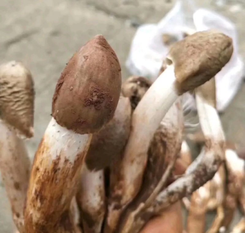 鸡枞菌热卖全国，限量每天350斤