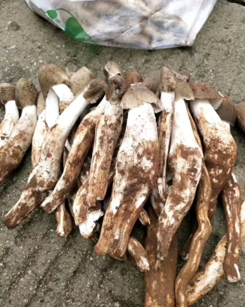鸡枞菌热卖全国，限量每天350斤