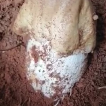 鸡枞菌热卖全国，限量每天350斤