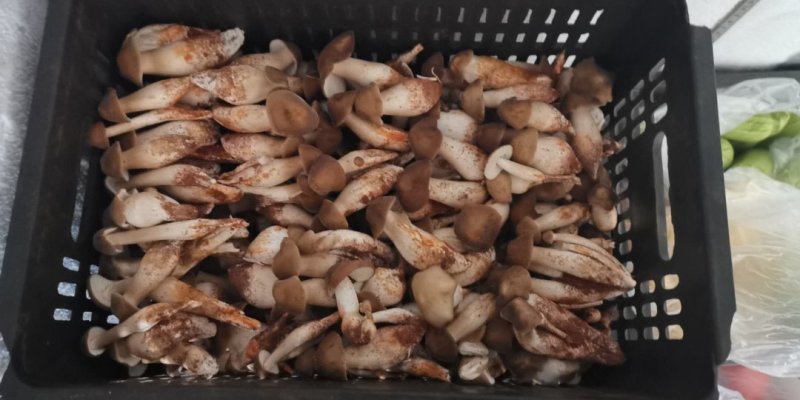 鸡枞菌热卖全国，限量每天350斤