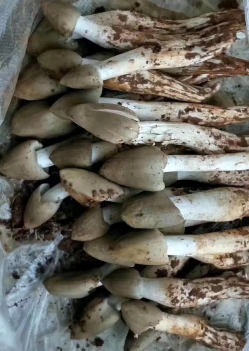 鸡枞菌热卖全国，限量每天350斤