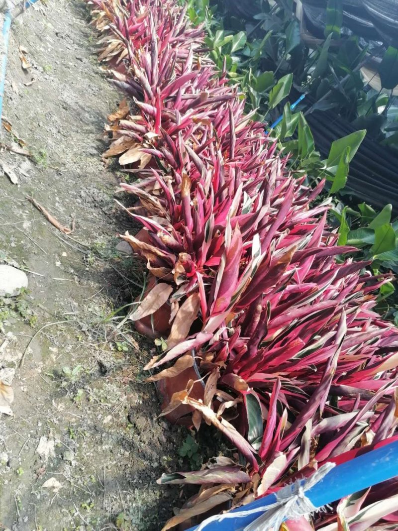 成都郫县朱焦基地大杯苗，地苗，