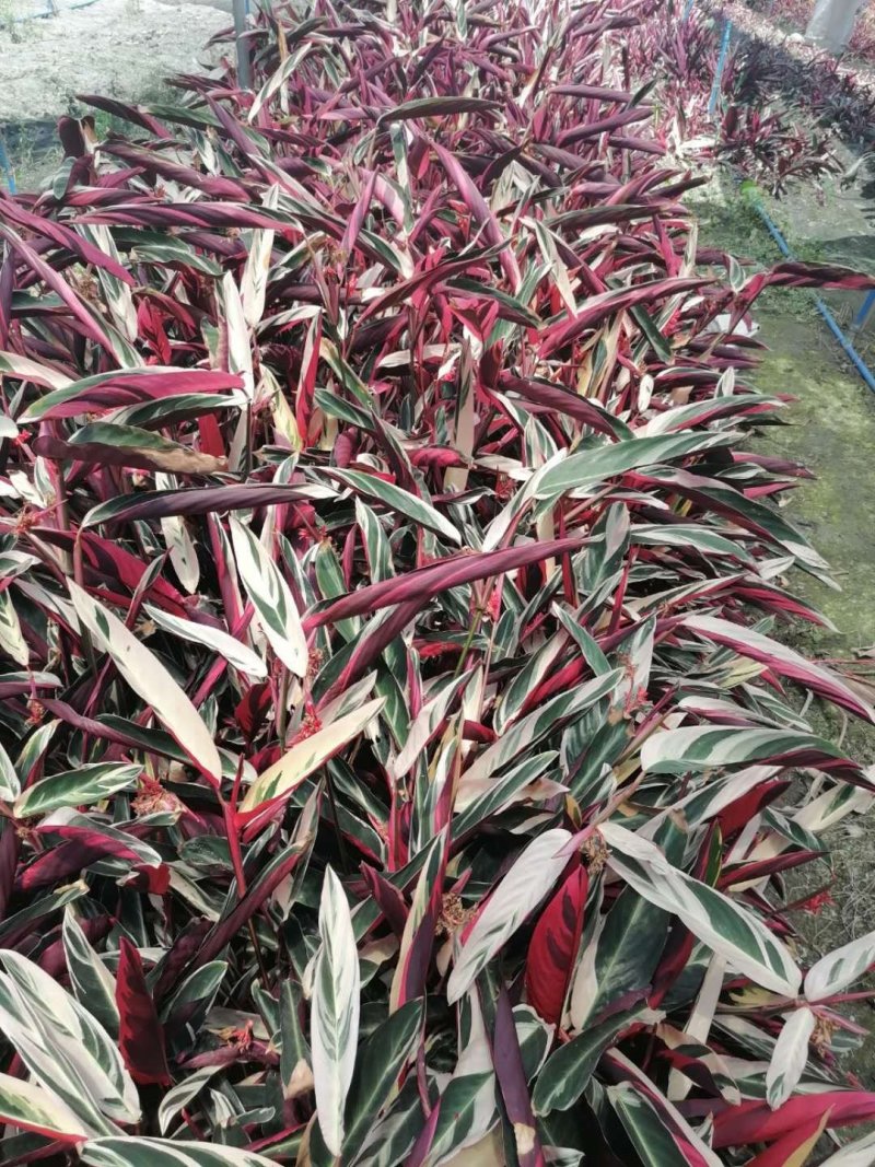 成都郫县朱焦基地大杯苗，地苗，