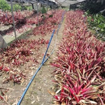 成都郫县朱焦基地大杯苗，地苗，