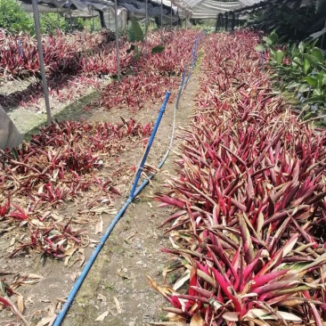 成都郫县朱焦基地大杯苗，地苗，