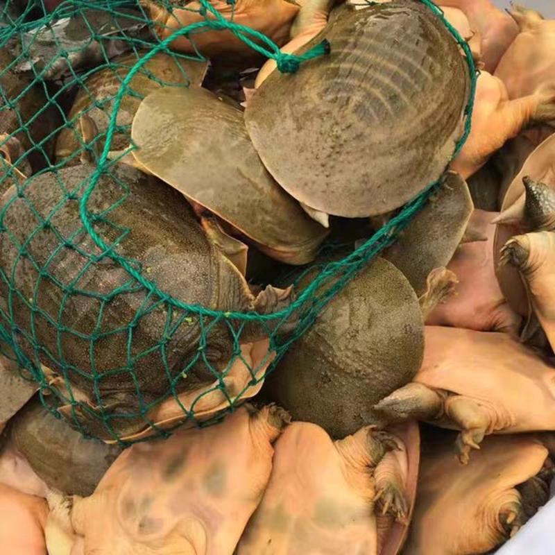 外塘放养甲鱼团鱼鳖基地发货价格优惠