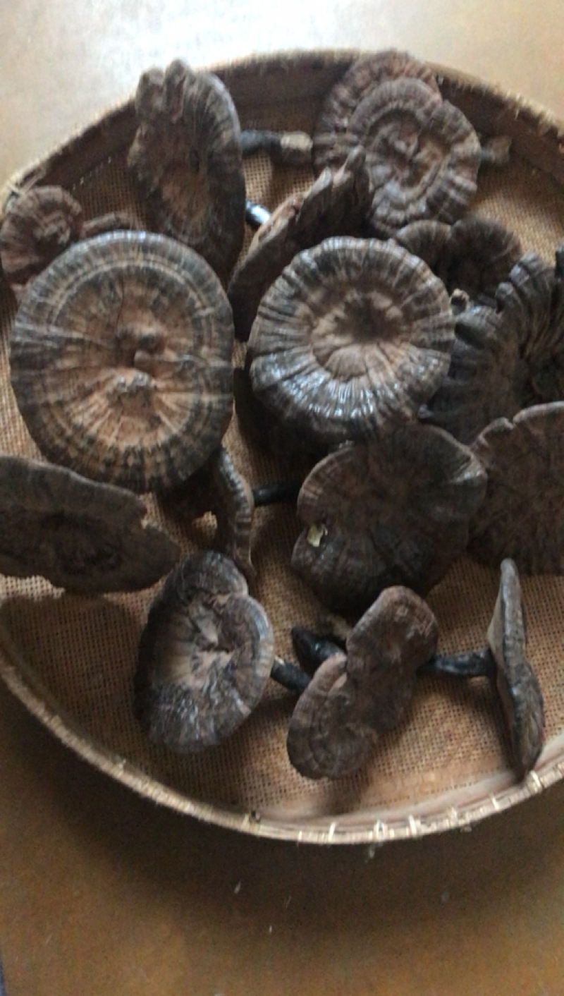【灵芝】精品高山野生赤灵芝，质量保证，价格实惠，量大从优