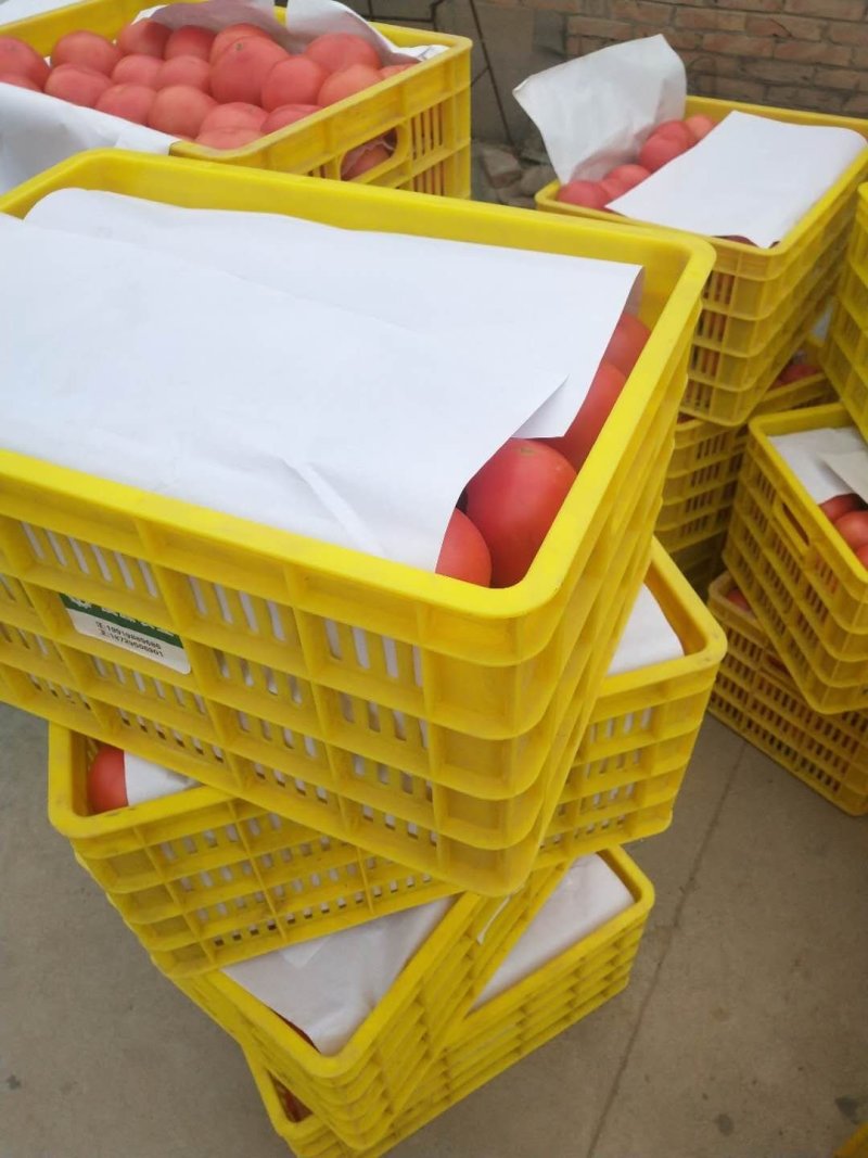 大量供应精品水果西红柿、普罗旺斯欢迎各位老板下单
