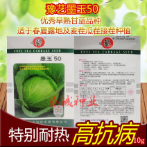 豫艺墨玉50甘蓝特别耐热抗病早熟