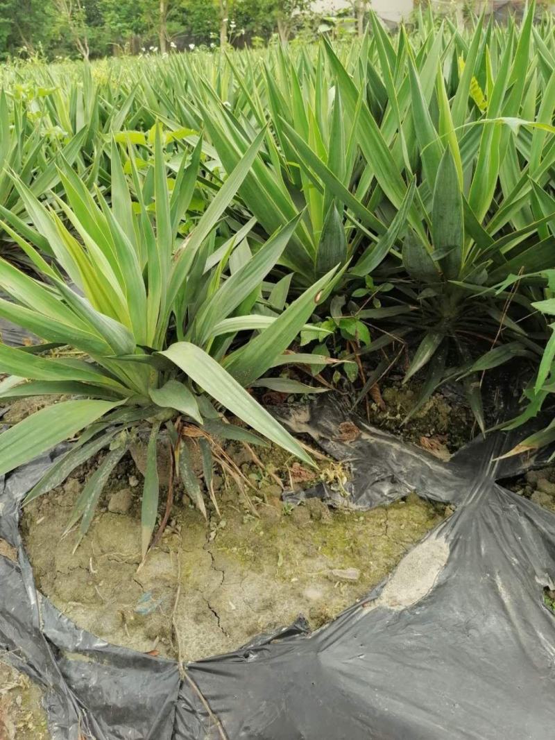 自家苗圃供应剑麻剑麻基地直销精品货