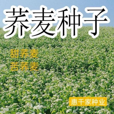 荞麦种子甜荞麦种子黑荞麦种子苦荞麦种子芽苗菜种子