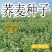 荞麦种子甜荞麦种子黑荞麦种子苦荞麦种子芽苗菜种子