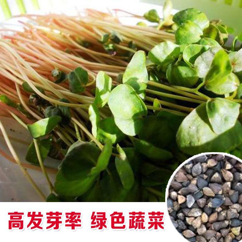 荞麦种子甜荞麦种子黑荞麦种子苦荞麦种子芽苗菜种子