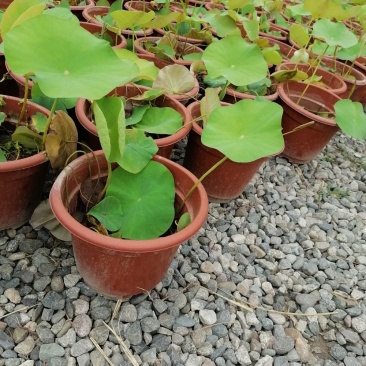 成都郫都荷花基地，大杯荷花批发，