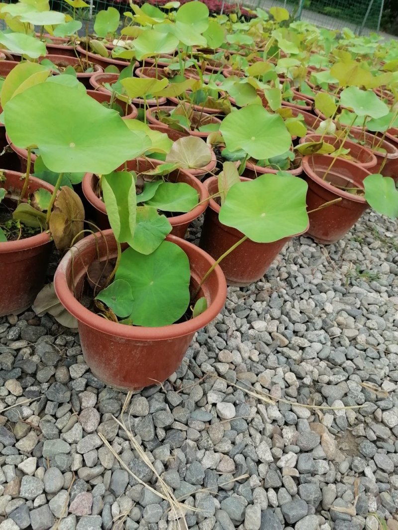 成都郫都荷花基地，大杯荷花批发，