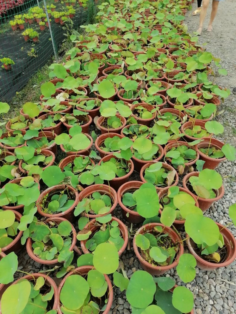 成都郫都荷花基地，大杯荷花批发，