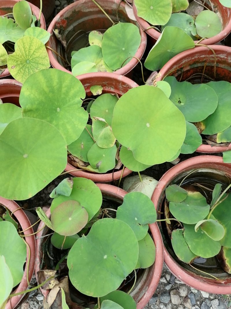 成都郫都荷花基地，大杯荷花批发，