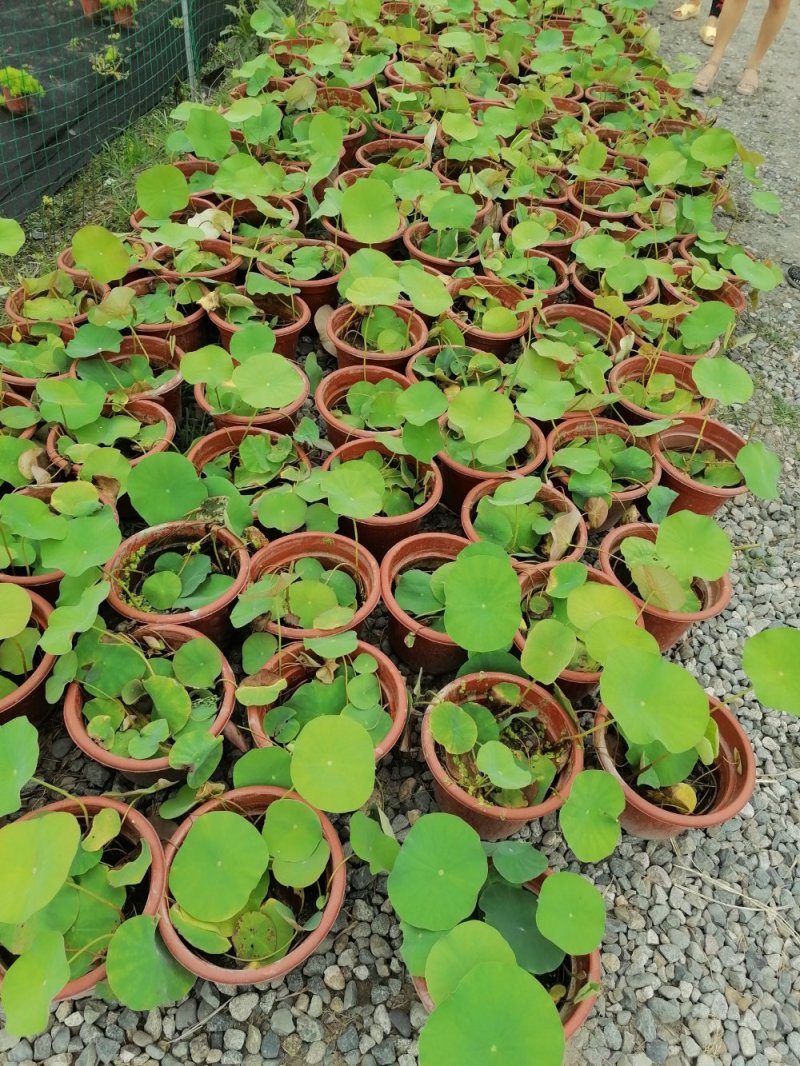 成都郫都荷花基地，大杯荷花批发，