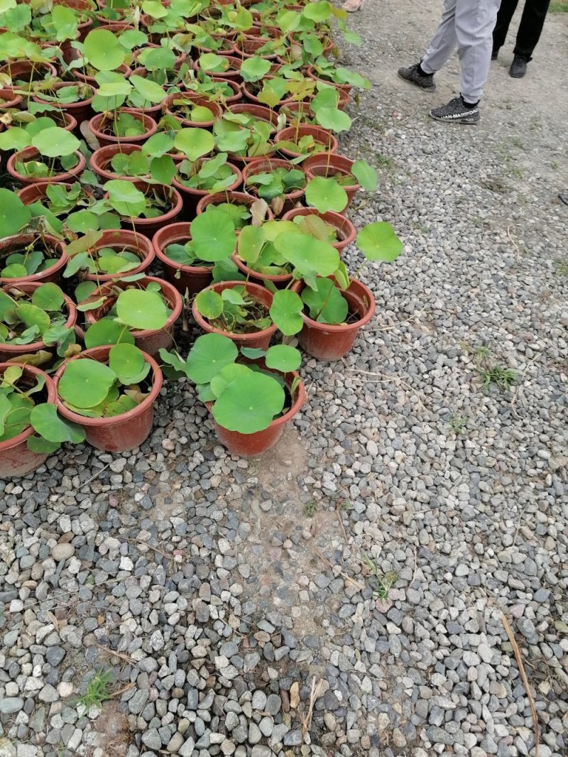 成都郫都荷花基地，大杯荷花批发，