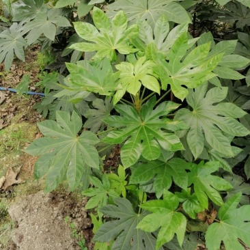 自家苗圃供应八角金盘基地直销精品货