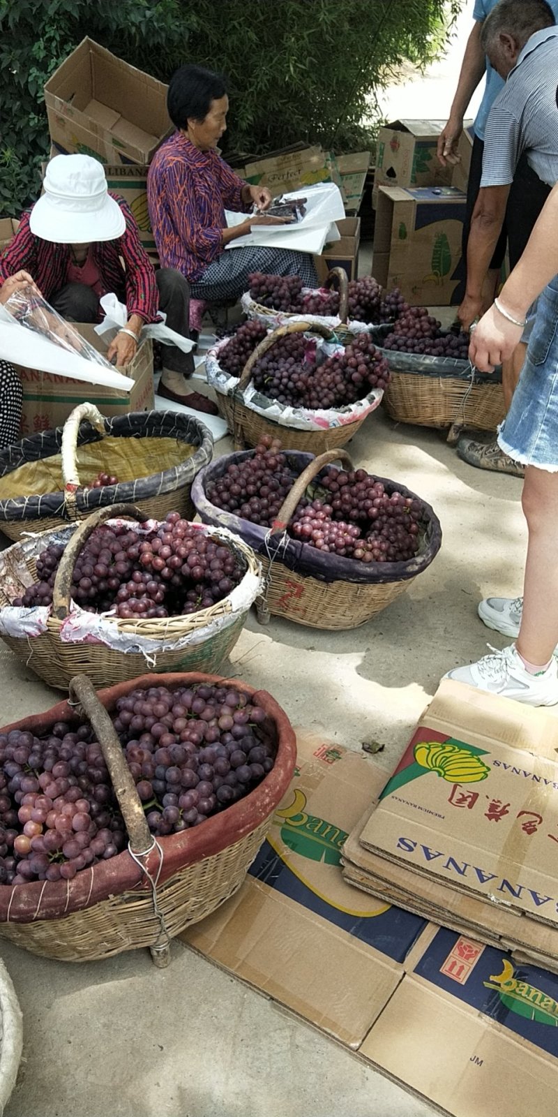 陕西渭南红无核葡萄大量上市了