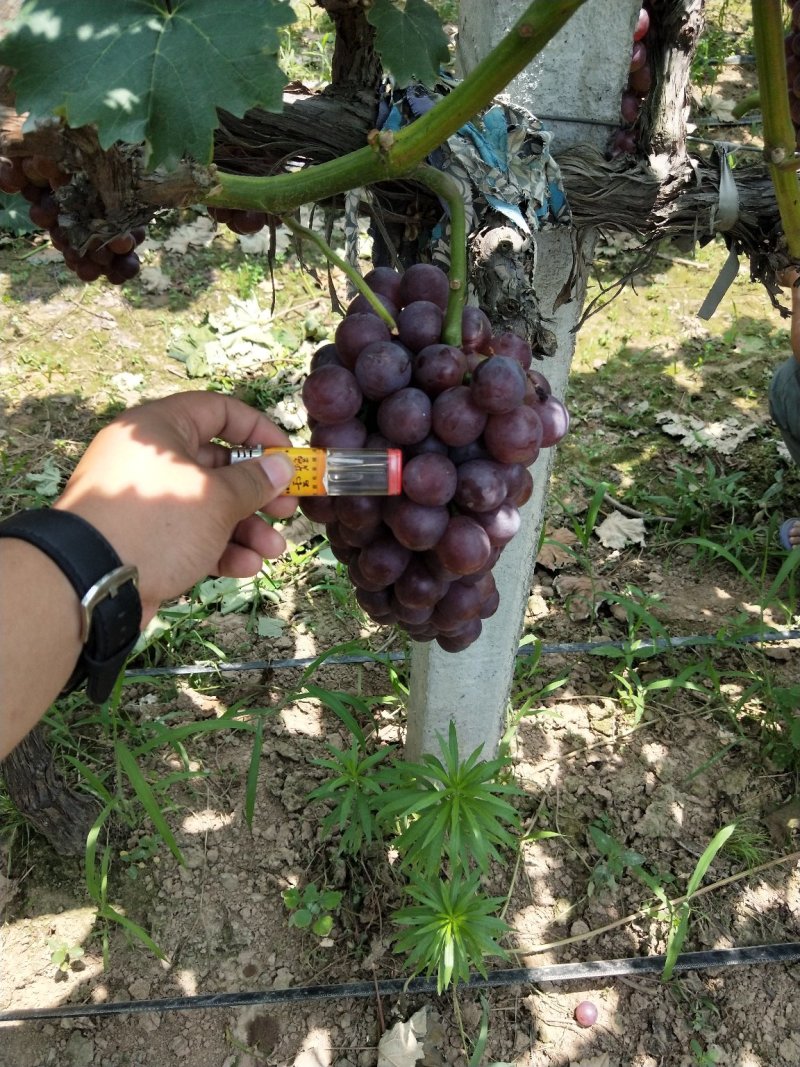 陕西渭南红无核葡萄大量上市了