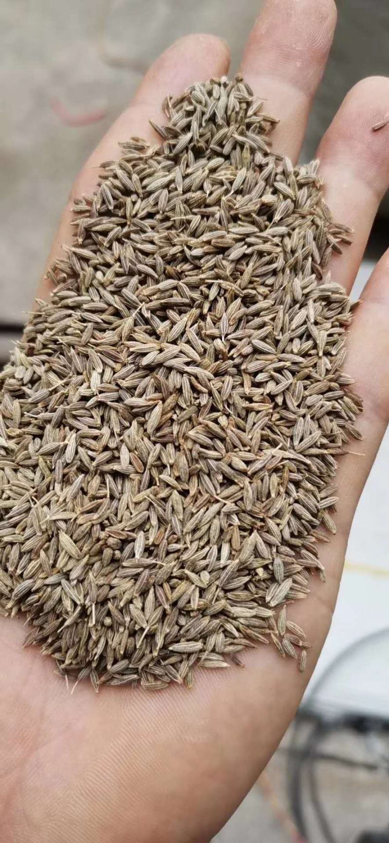 孜然粒烧烤调料撒料家用烧烤料商用调味料烤羊肉串可打粉爆油