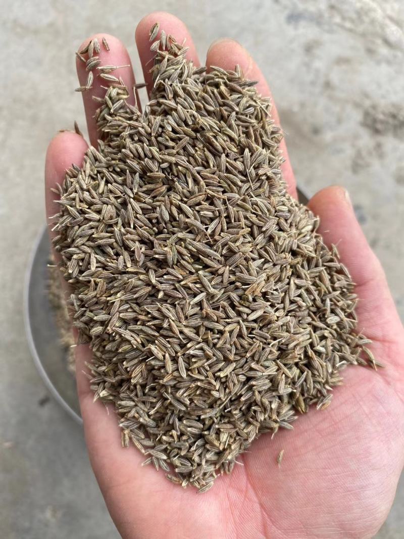 孜然粒烧烤调料撒料家用烧烤料商用调味料烤羊肉串可打粉爆油