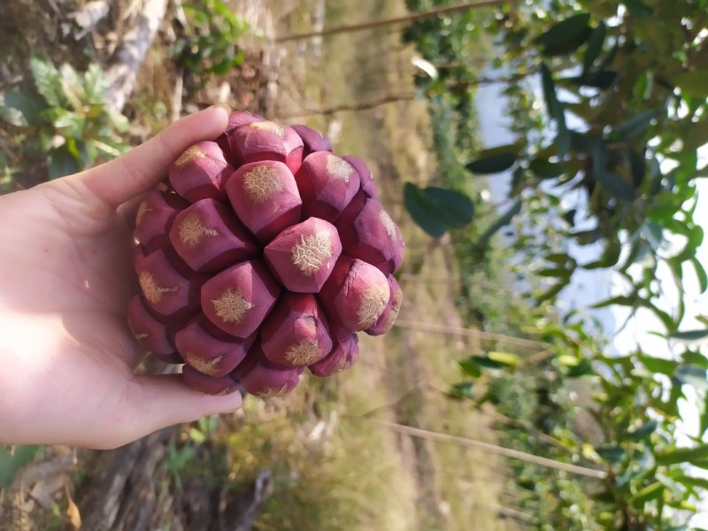 养身奇果黑老虎（布福娜）10月尽情享受