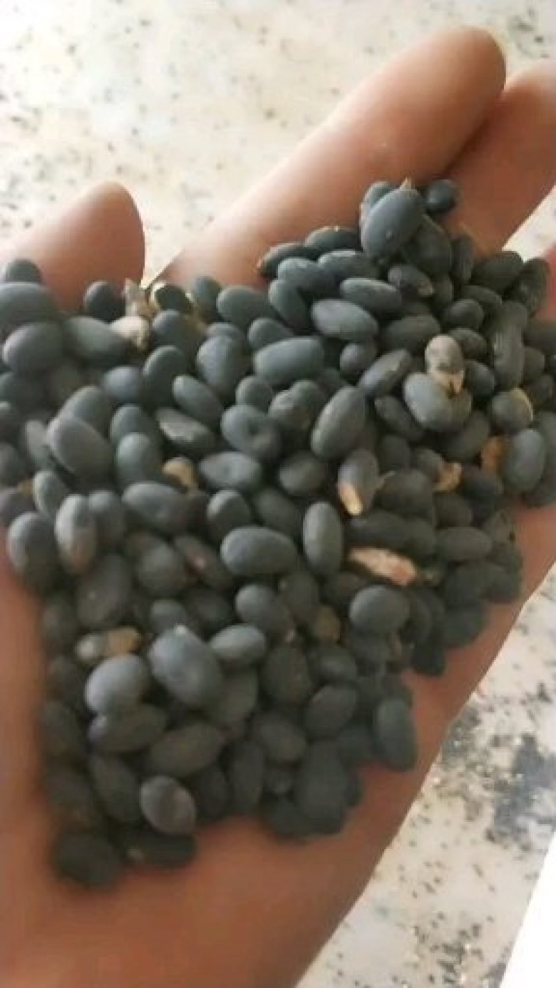 供黑豆60吨本地小扁粒黑豆高蛋白诚信合作欢迎下单。