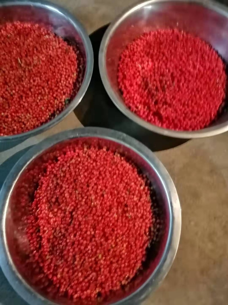 红豆杉种子沙藏红豆杉种子出芽率高