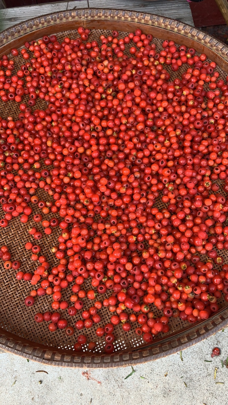 红豆杉种子沙藏红豆杉种子出芽率高