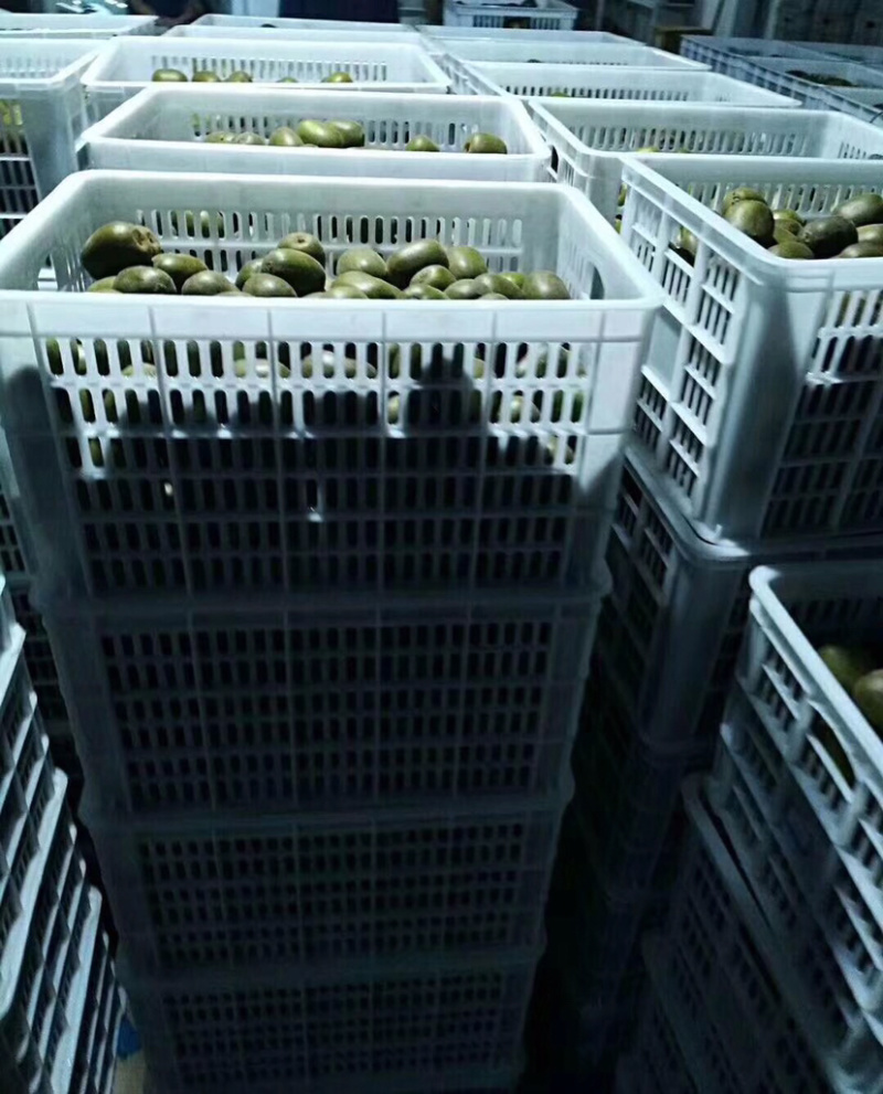 浙江绍兴万亩红阳红心猕猴桃上市了，各种规格都有。