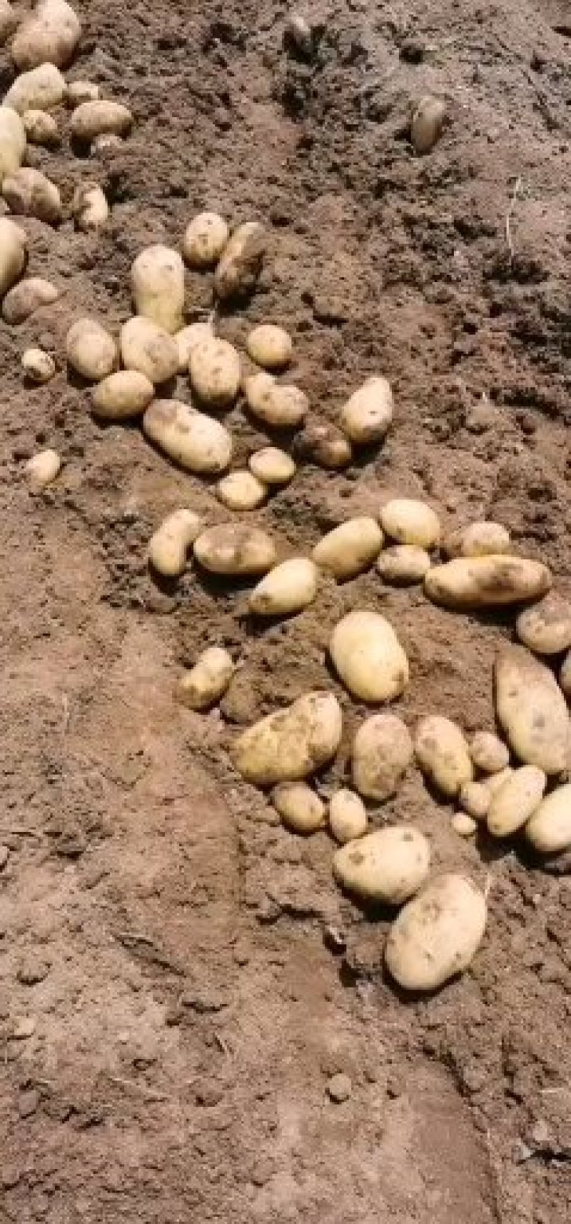 优质河北围场内蒙土豆大量供应荷兰系列大丰V7