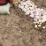 优质河北围场内蒙土豆大量供应荷兰系列大丰V7
