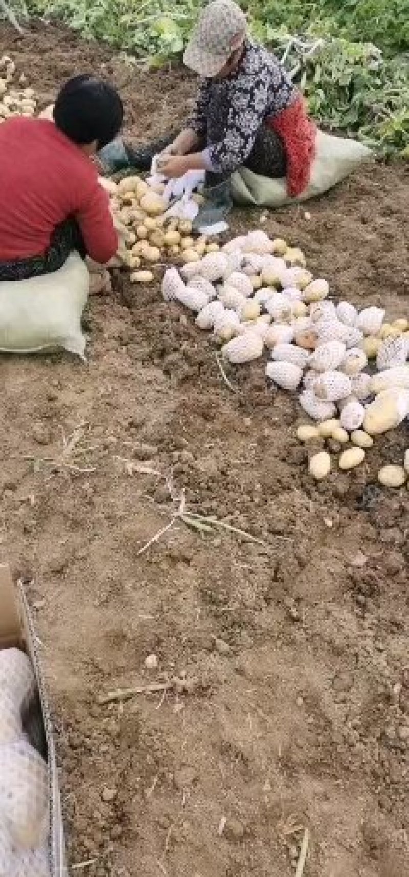 优质河北围场内蒙土豆大量供应荷兰系列大丰V7