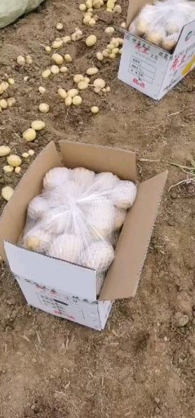 优质河北围场内蒙土豆大量供应荷兰系列大丰V7