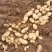 优质河北围场内蒙土豆大量供应荷兰系列大丰V7