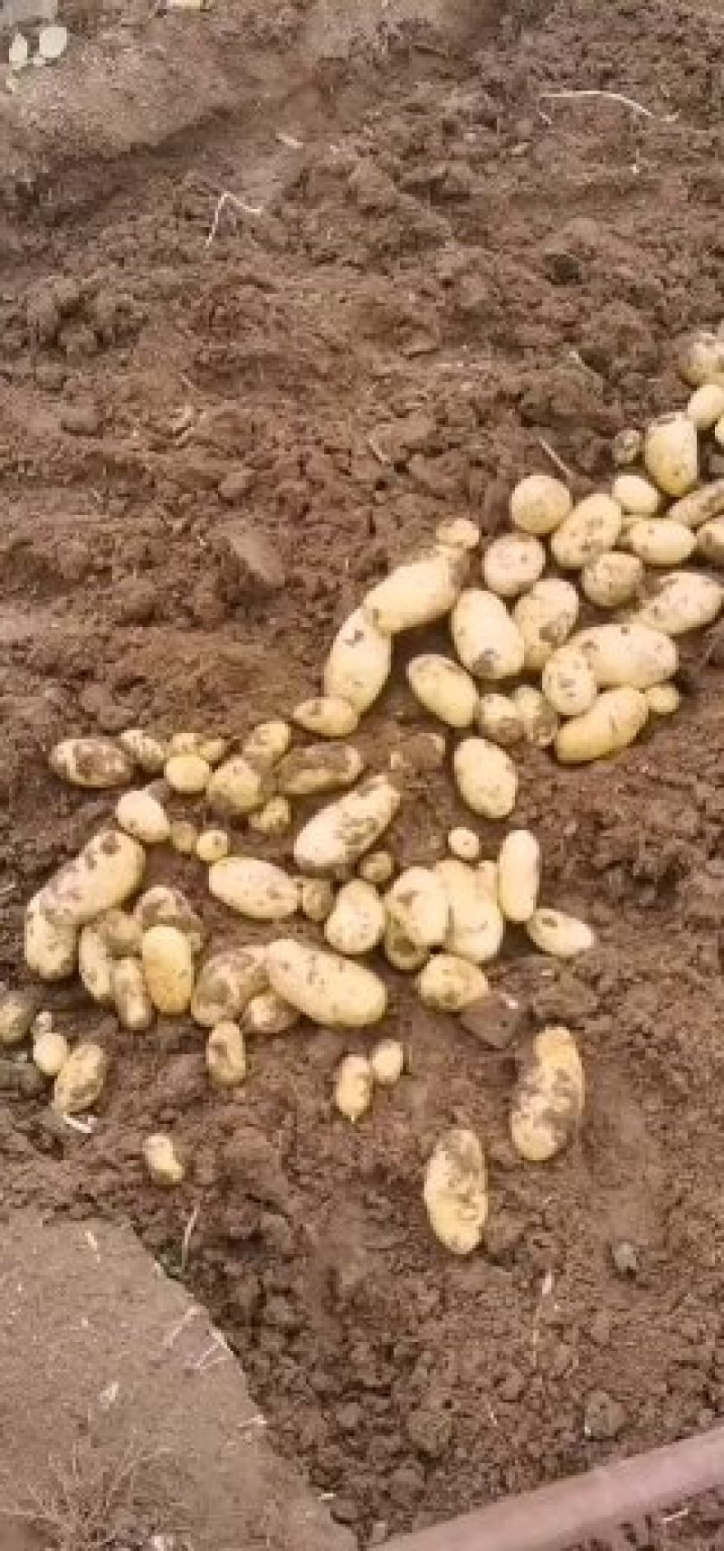优质河北围场内蒙土豆大量供应荷兰系列大丰V7