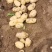 优质河北围场内蒙土豆大量供应荷兰系列大丰V7
