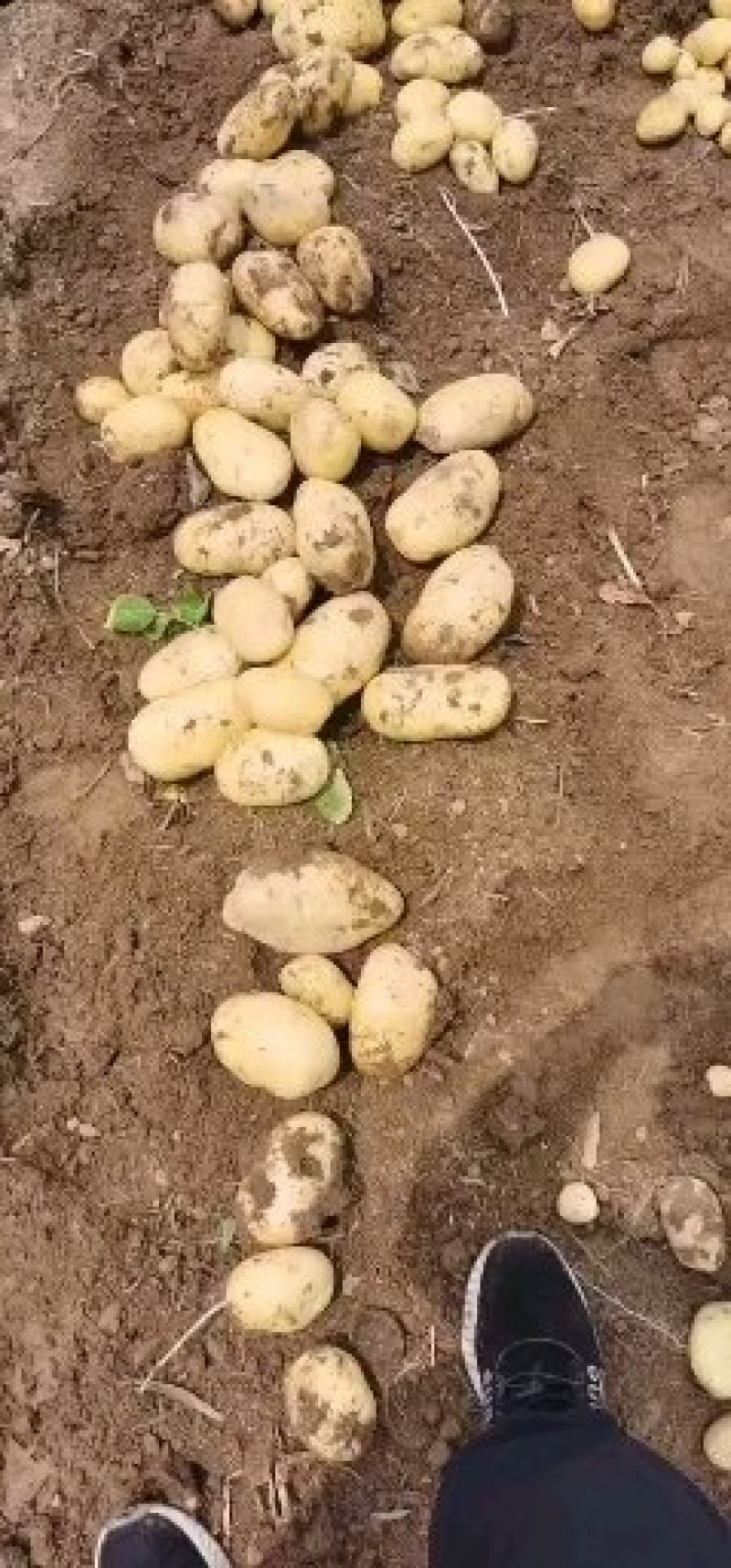 优质河北围场内蒙土豆大量供应荷兰系列大丰V7