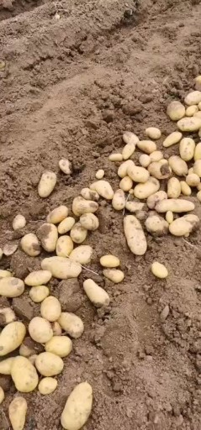 优质河北围场内蒙土豆大量供应荷兰系列大丰V7